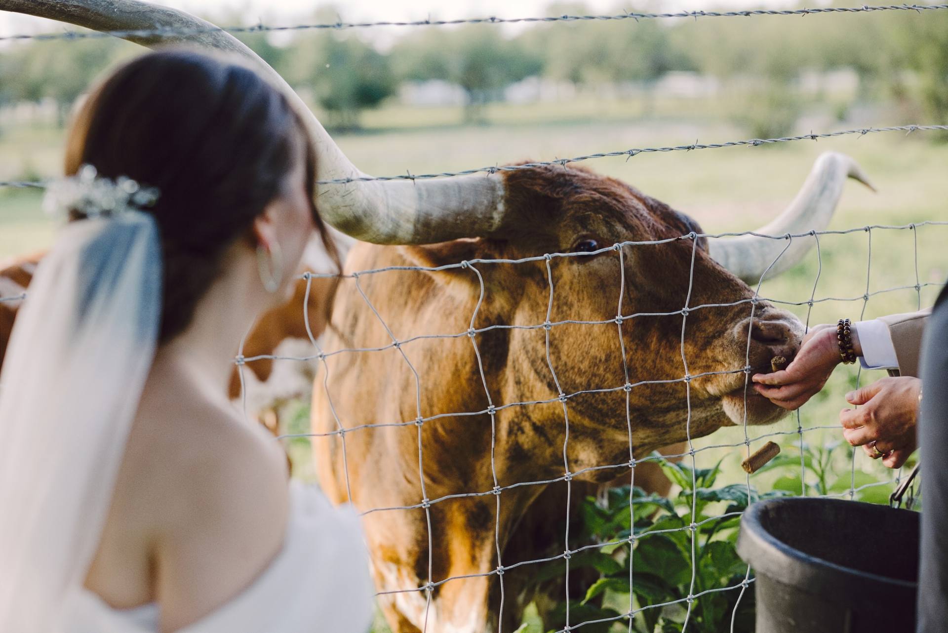 Bride greeting a longhorn on a Texas ranch