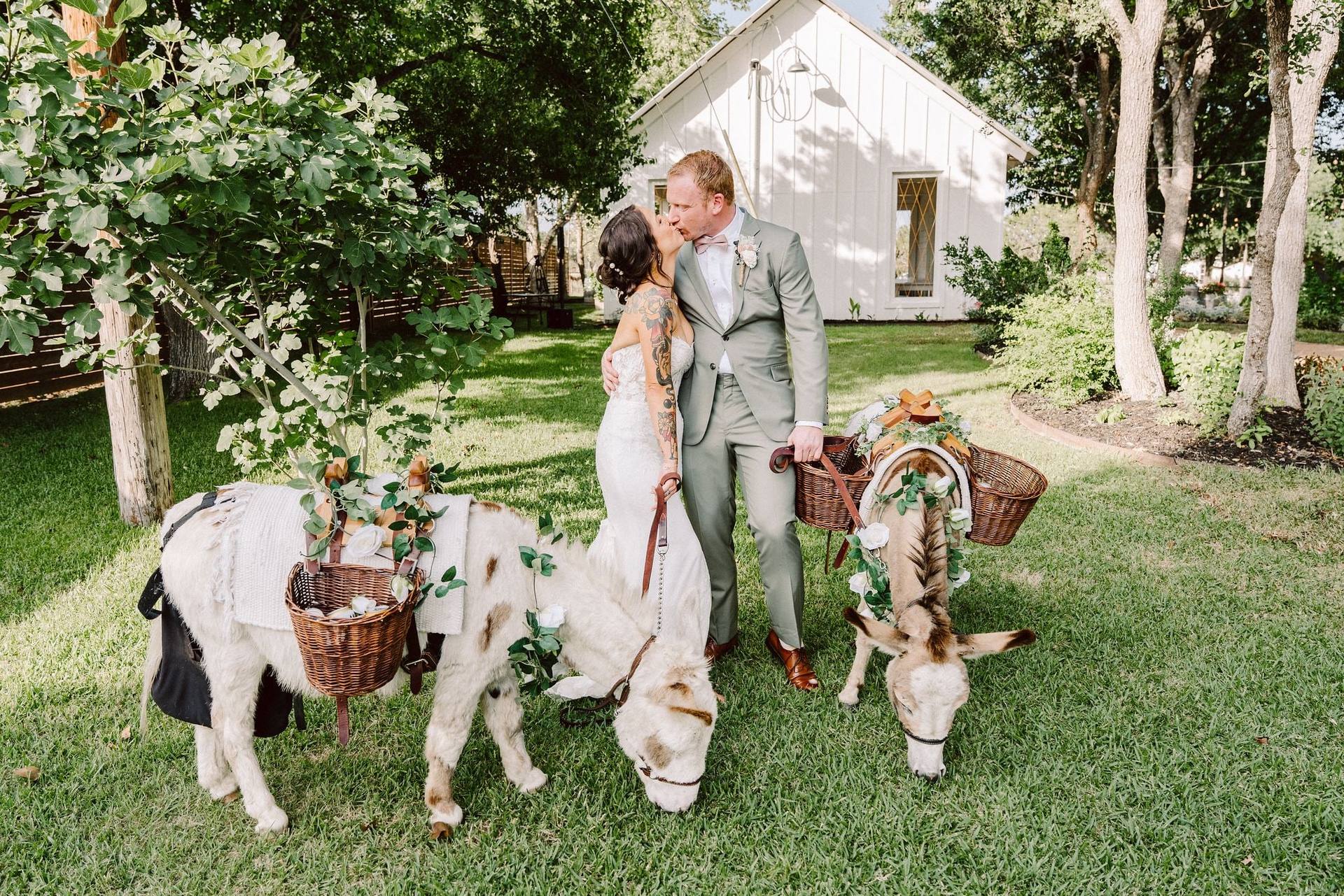 Kiss with goats on the lawn