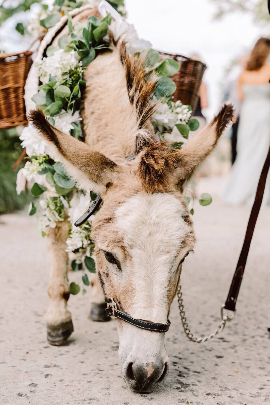 Donkey ring-bearer in a floral garland